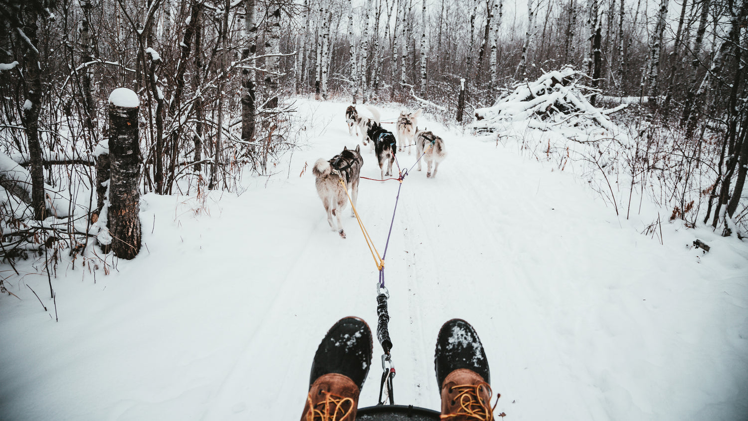 Hundspann i snö – en symbol för Yellocs laganda och gemensamma drivkraft.